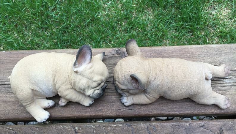 2 French Bulldog Puppies Sleeping